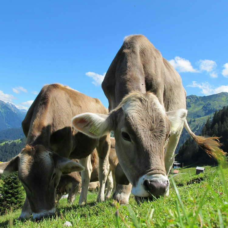 Agromarva
